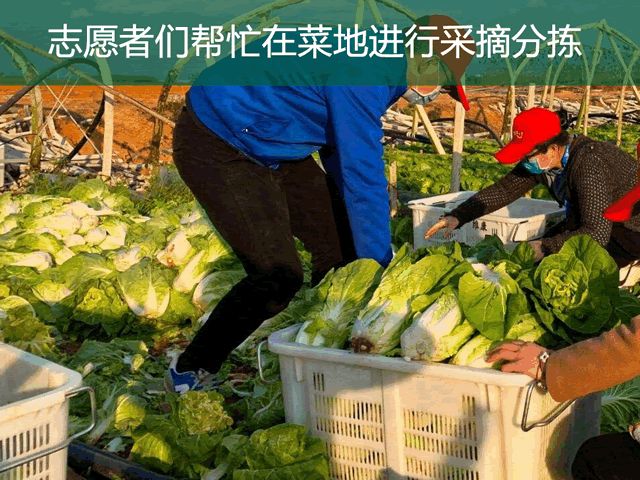 衡阳“农民伯伯集团”开展“防疫助农公益活动”