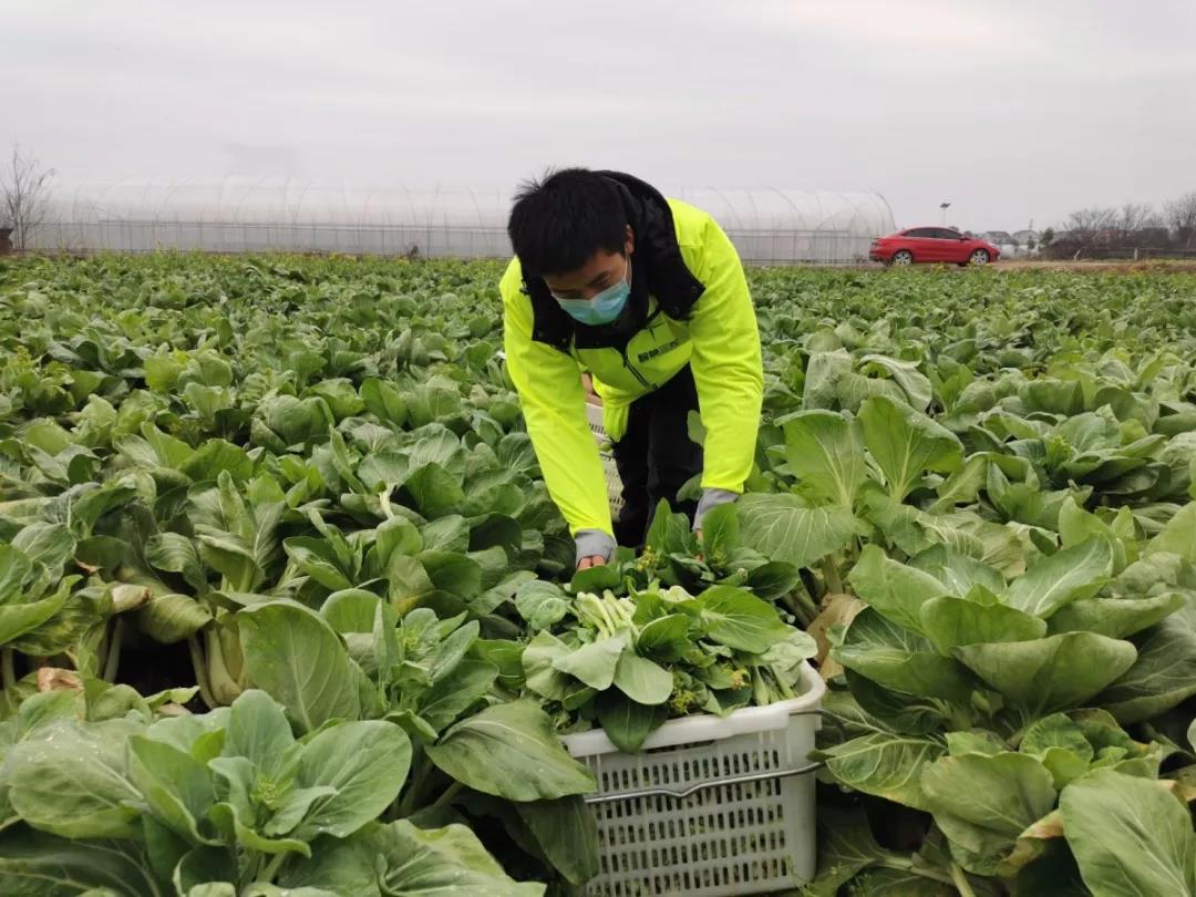 高新动态丨“农民伯伯”防疫助农，为滞销蔬菜寻“出路”