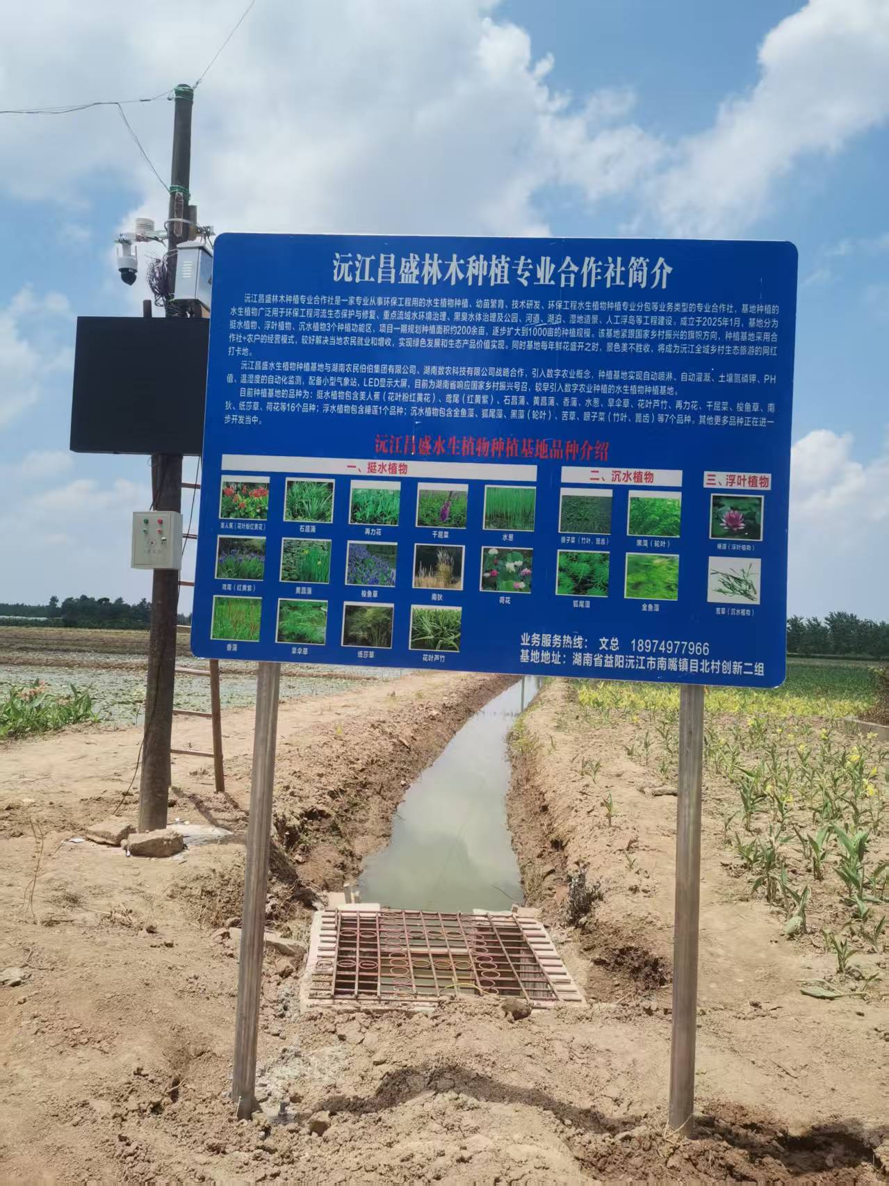 由农民伯伯集团参建的益阳水生植物数字基地投产